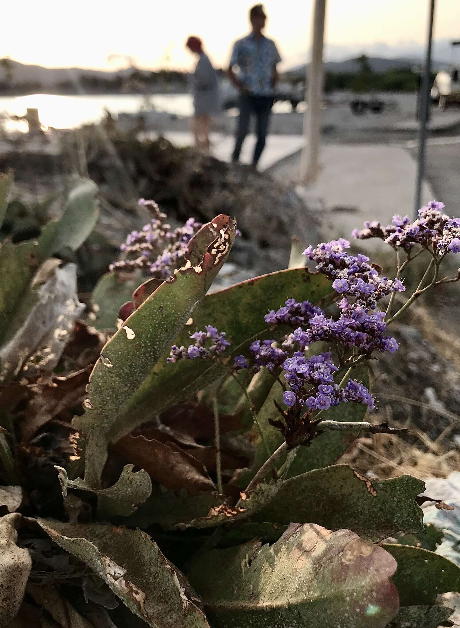 Image of Limonium hirsuticalyx Pignatti