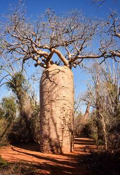 Image of Baobab