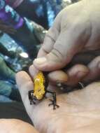 Image of Splashback Poison Frog