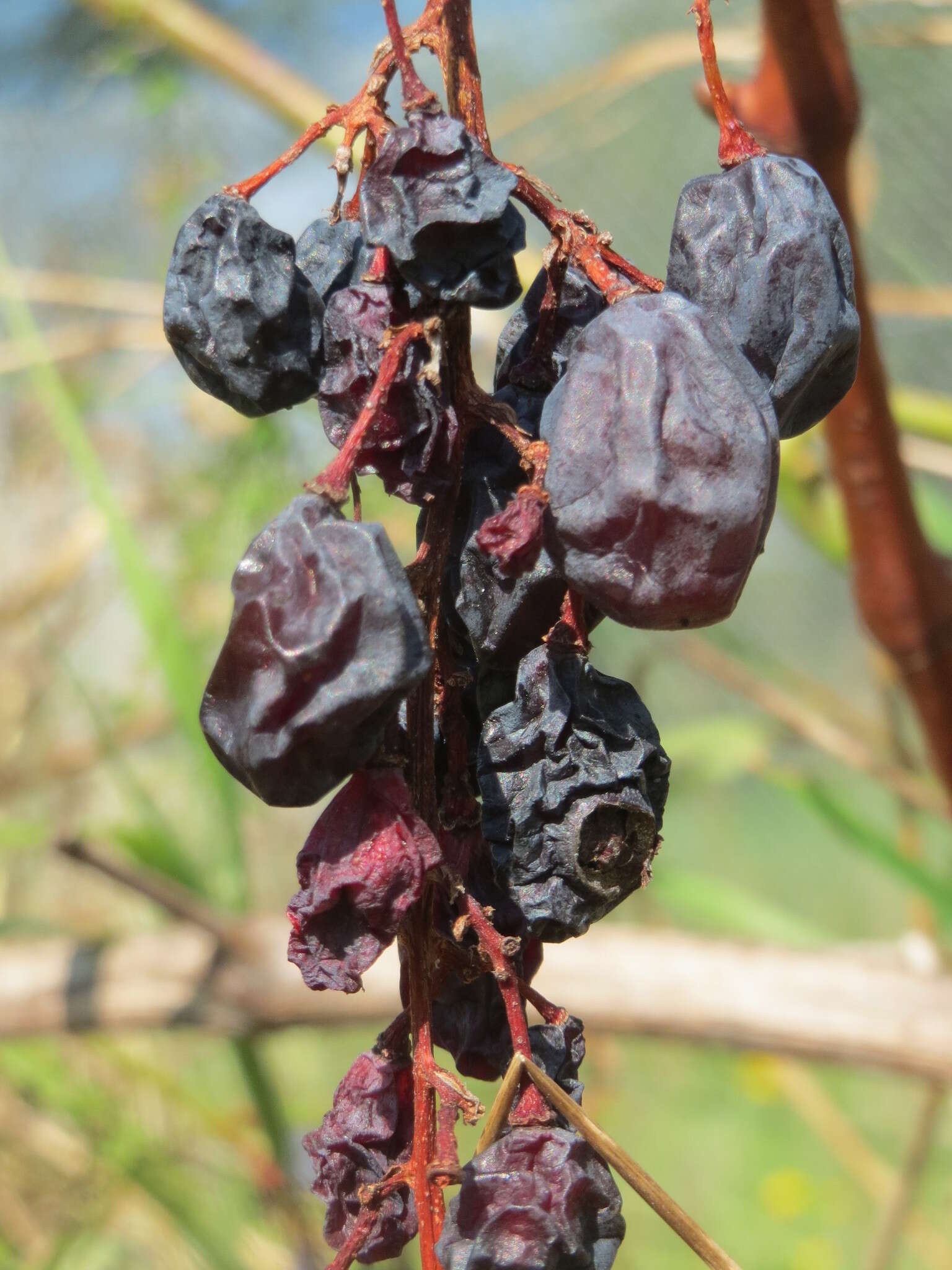 Image of wine grape