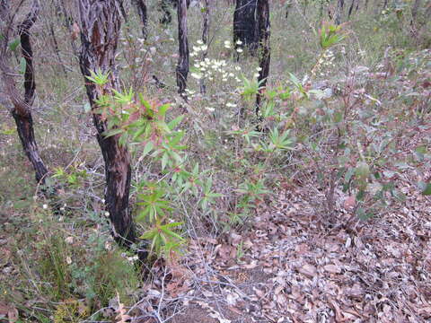 Sivun Leucopogon verticillatus R. Br. kuva