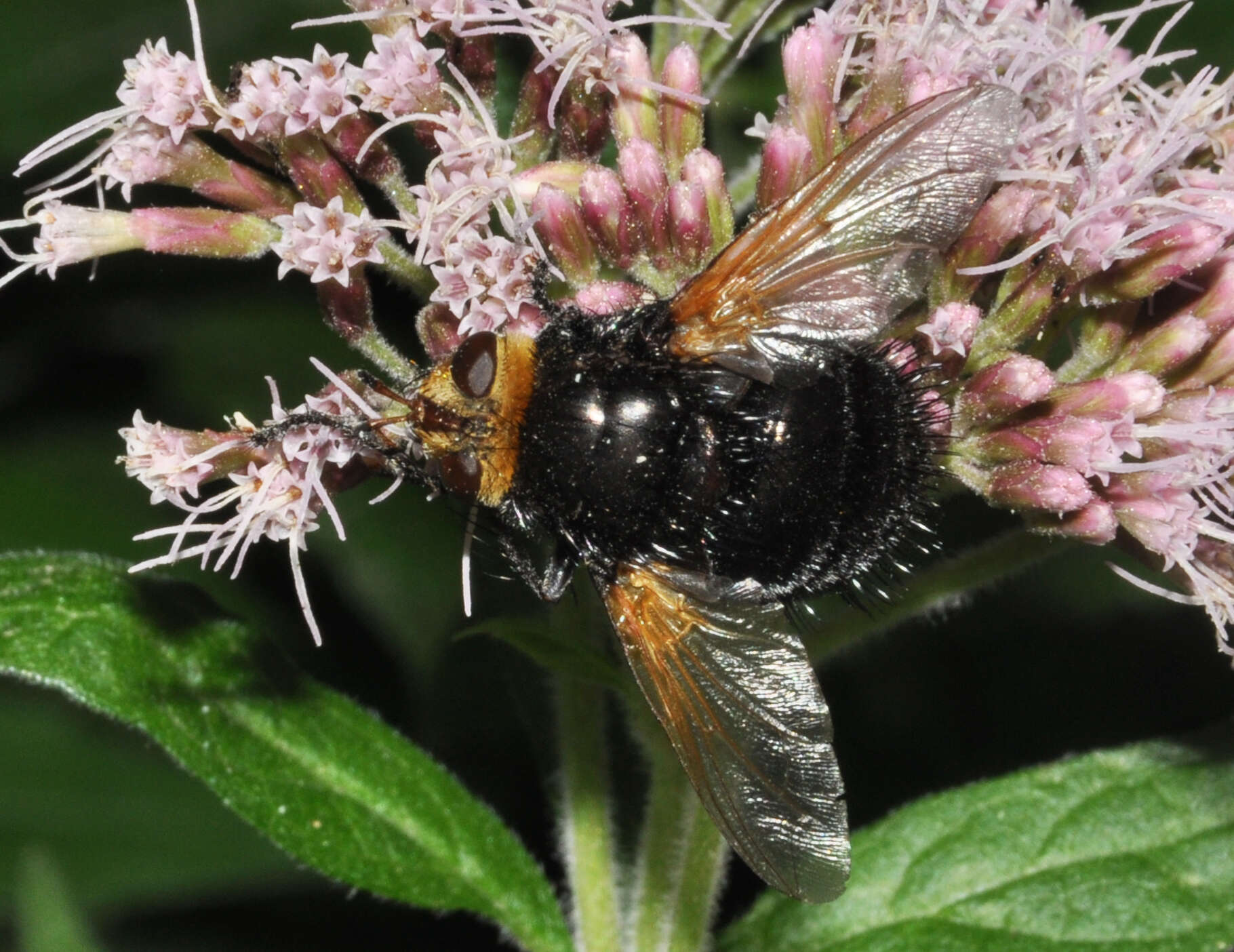 Image de Tachina grossa (Linnaeus 1758)