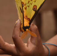 Image of comet moth