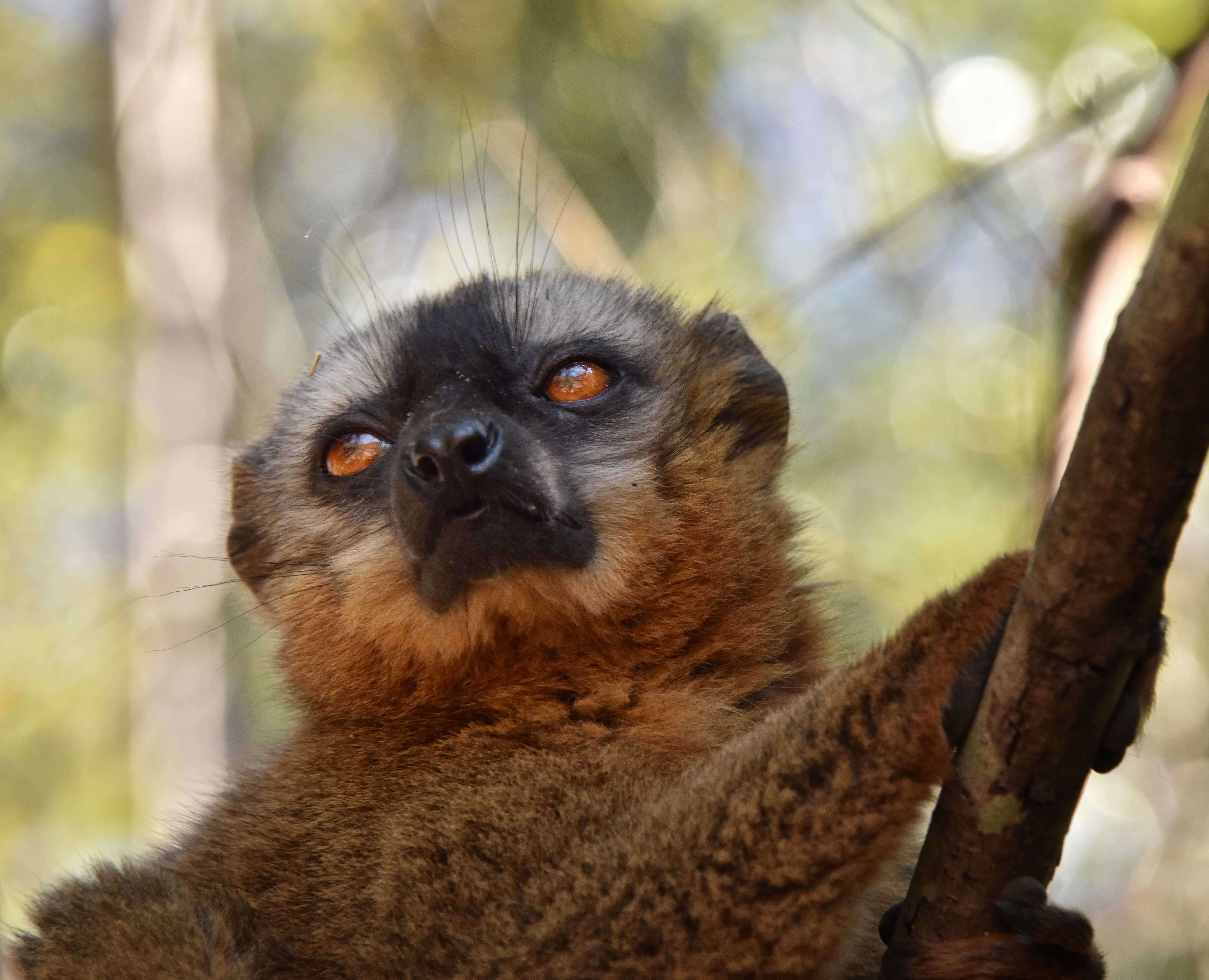 Image of brown lemur