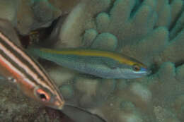 Image of Southern wrasse