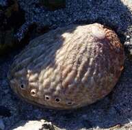 Image of silver abalone