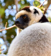 Image of Verreaux's Sifaka