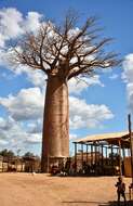 Image of Baobab