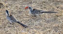 Image of Tanzanian Red-billed Hornbill