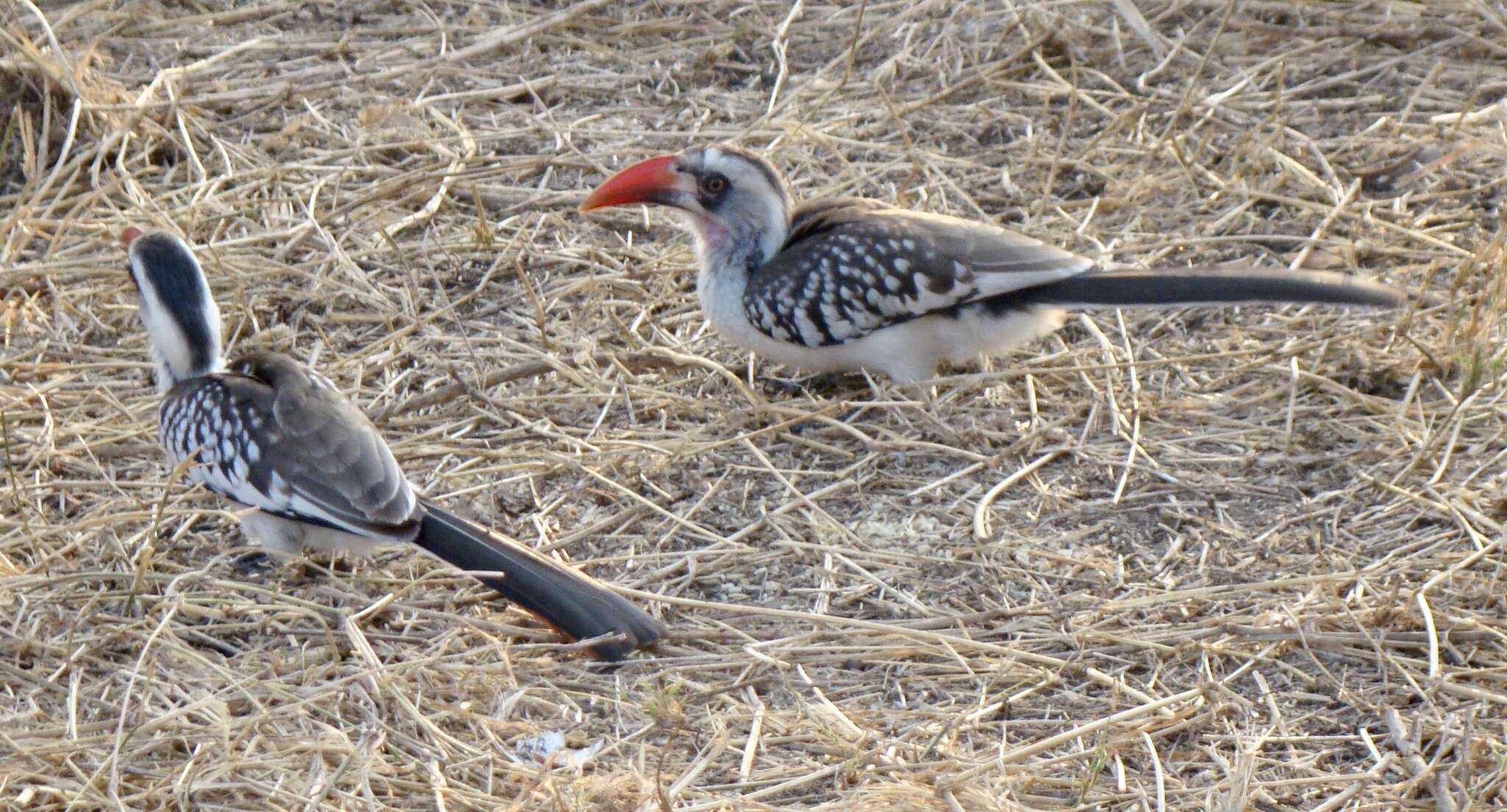 Image of Tanzanian Red-billed Hornbill