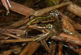 Image of Fukien Gold-striped Pond Frog