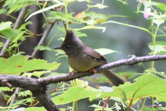 Image of Stripe-throated Yuhina