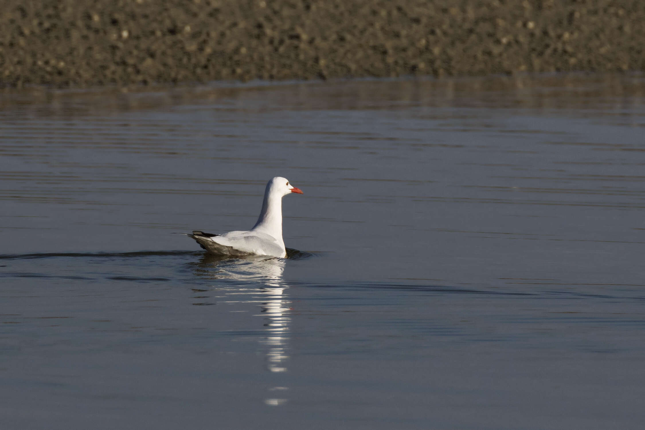 Image of Slender-billed Gull