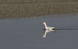 Image of Slender-billed Gull