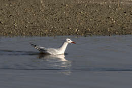 Image of Slender-billed Gull