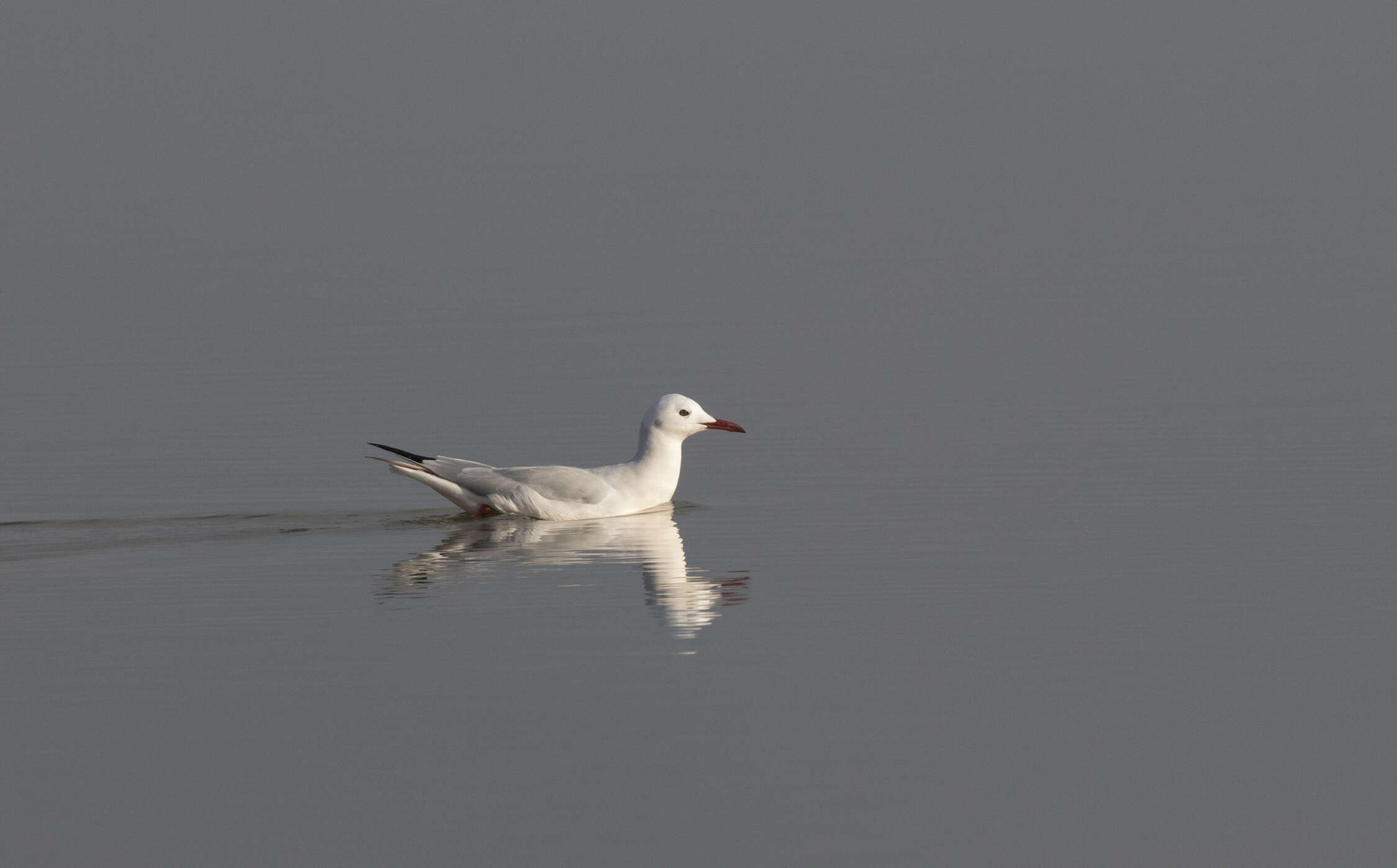 Image of Slender-billed Gull