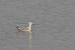 Image of Slender-billed Gull