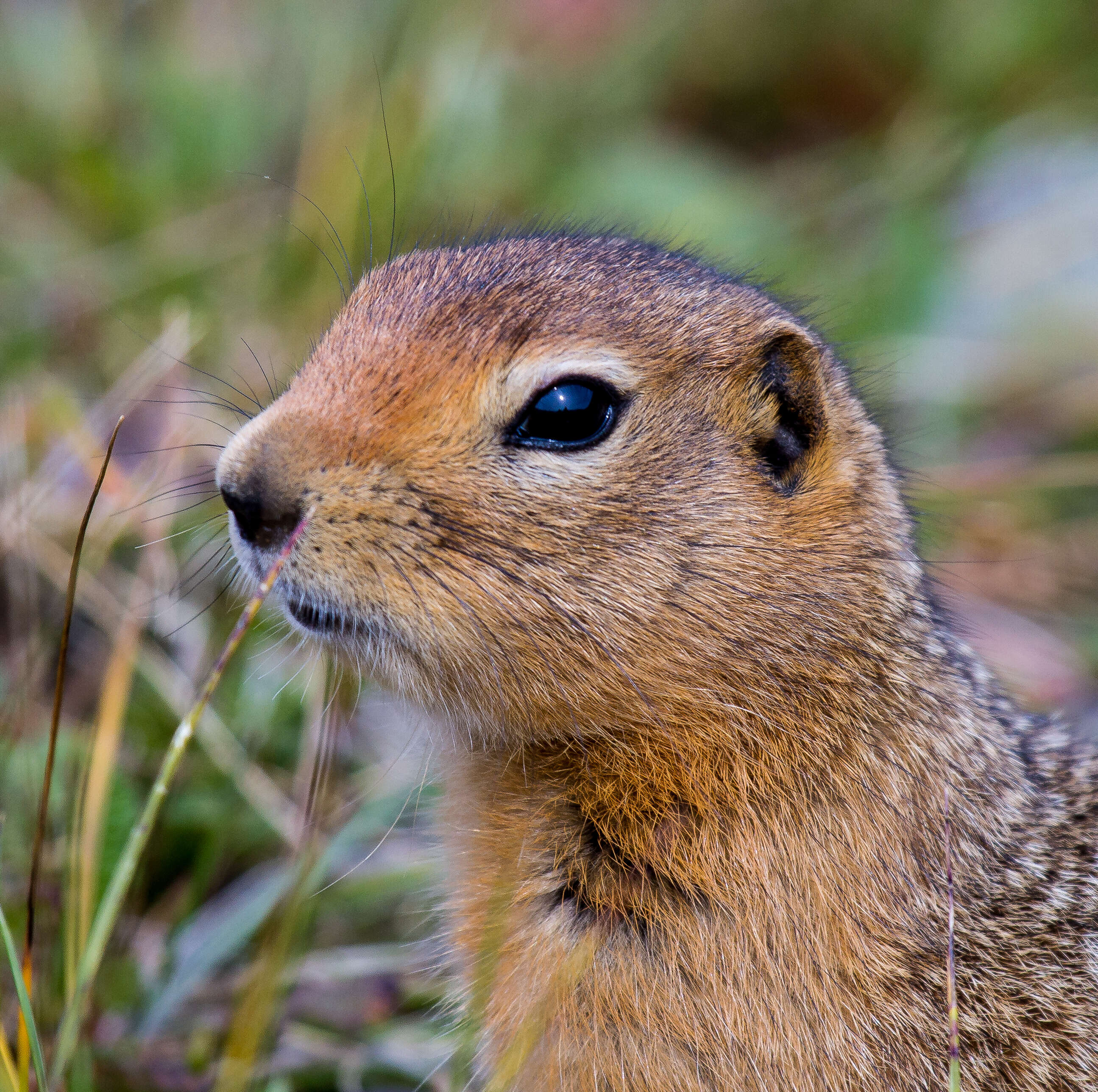 Image of Arctic ground squirrel