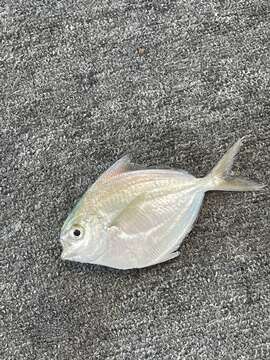 Image of Gulf Butterfish