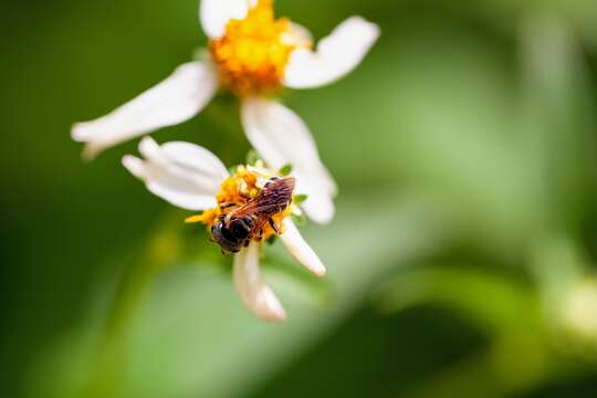 Halictus poeyi Lepeletier 1841的圖片