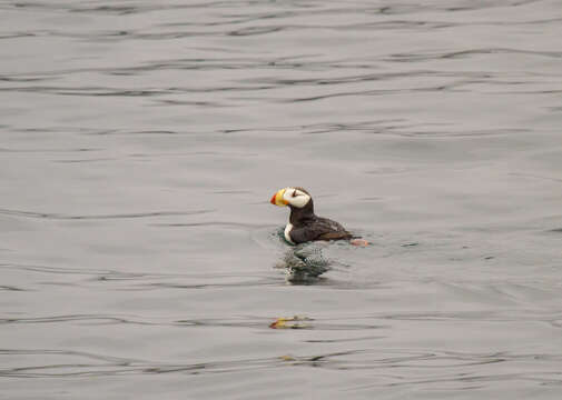 Image of Horned Puffin