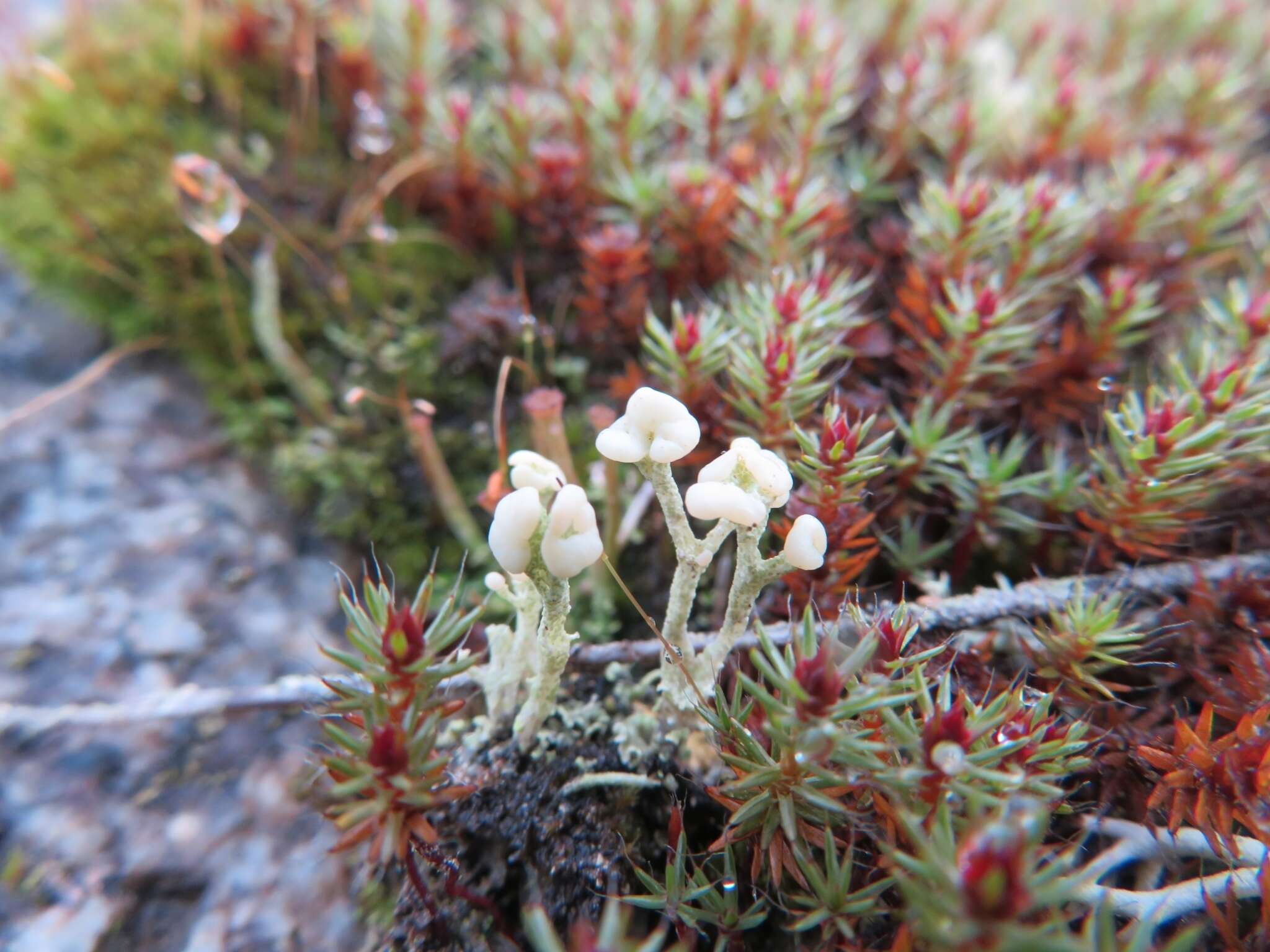 Image of cup lichen