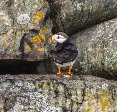 Image of Horned Puffin