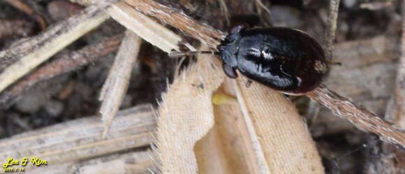 Image of <i>Geocoris pallidipennis</i>