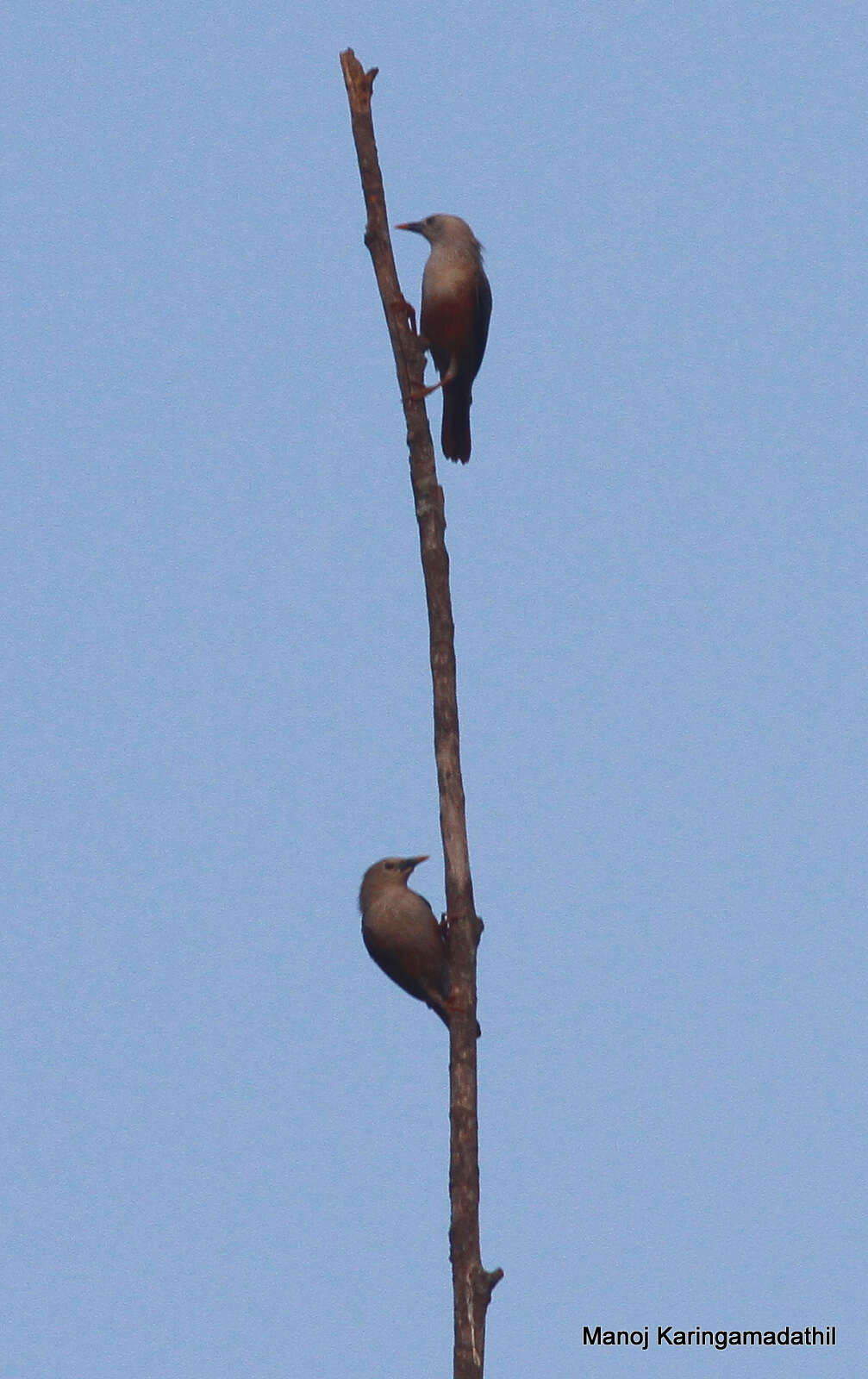 Image of Chestnut-tailed Starling