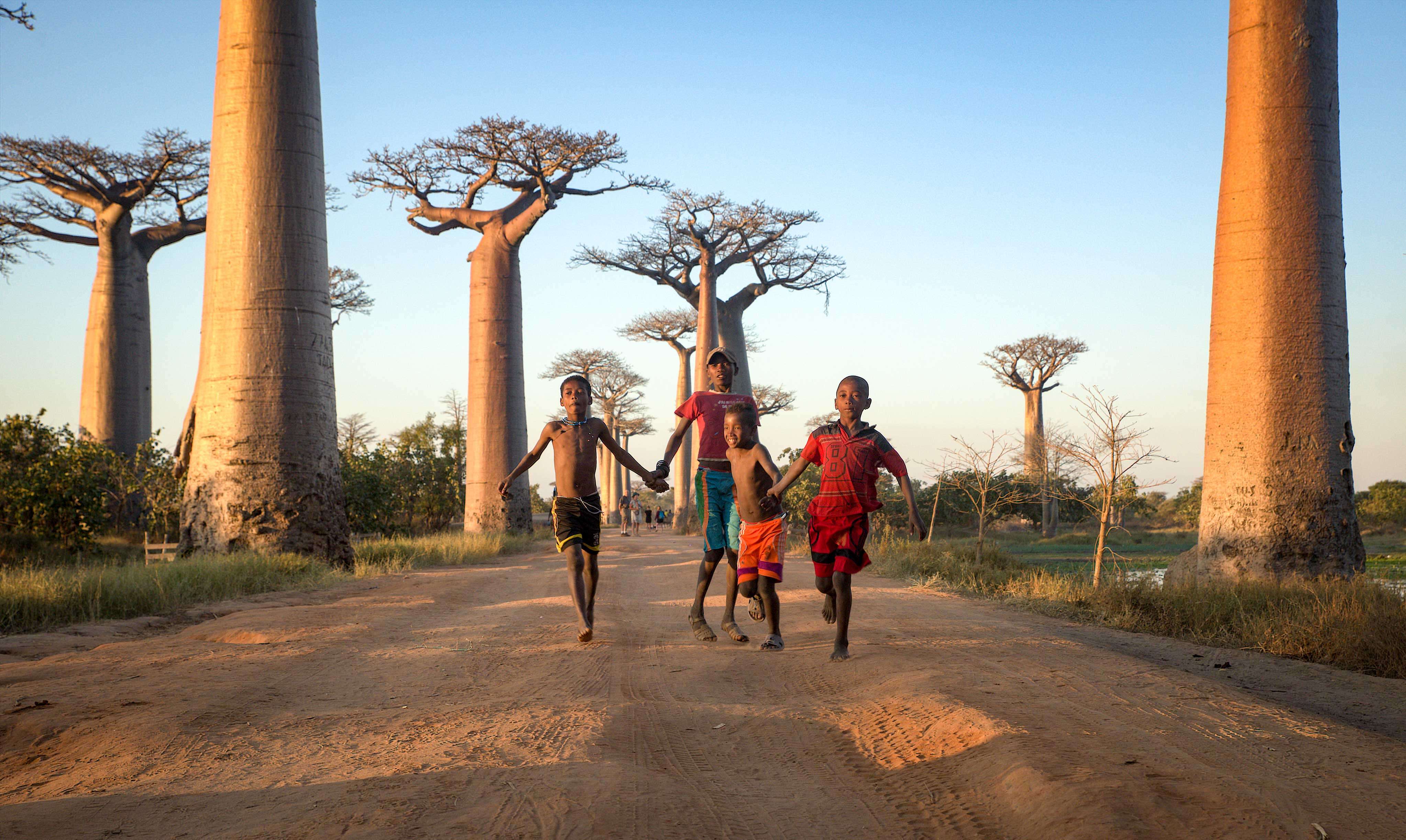 Image of Baobab