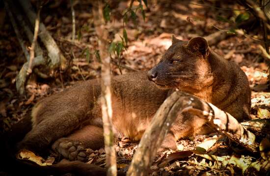 Image of fossa