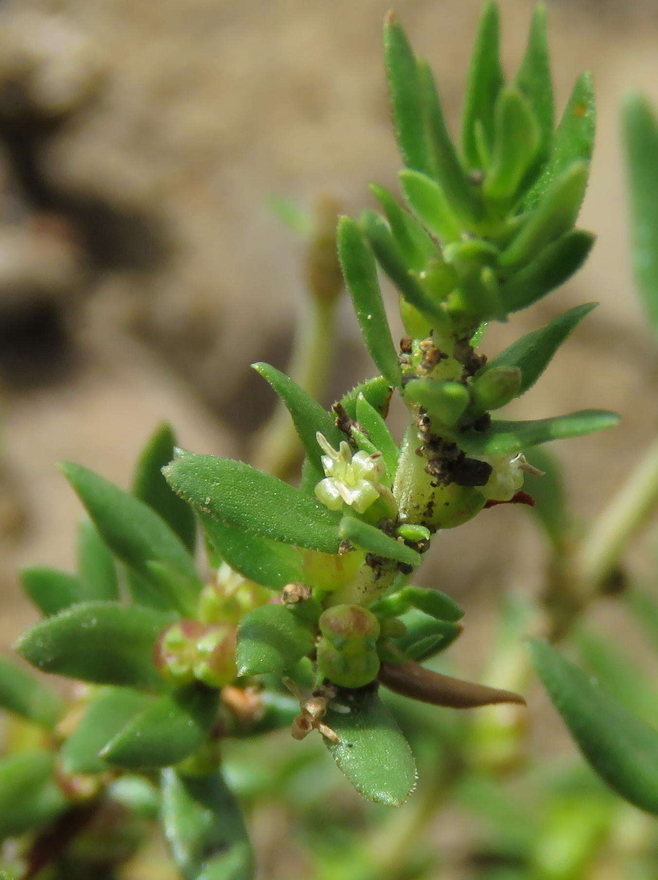 Image of Nenax microphylla (Sond.) Salter