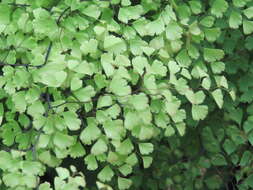 Image de Adiantum raddianum C. Presl