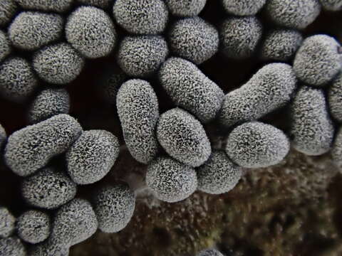 Image of Ashen Slime Mold