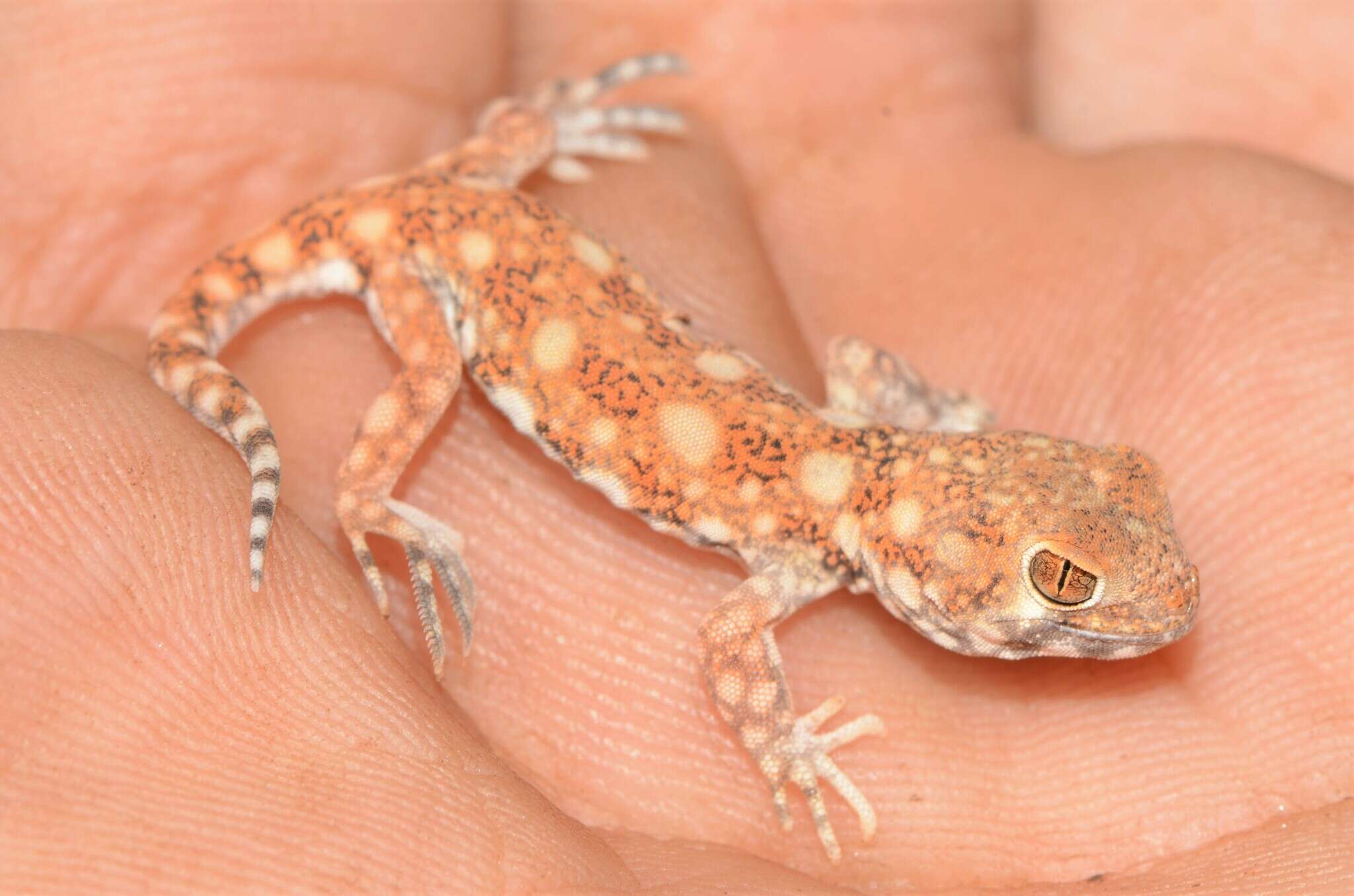 Image of Ptenopus garrulus maculatus Gray 1866