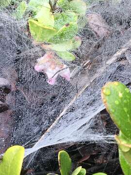 Image of Utah Funnel-web Spider