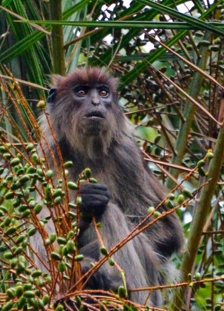 Image of Ashy Red Colobus