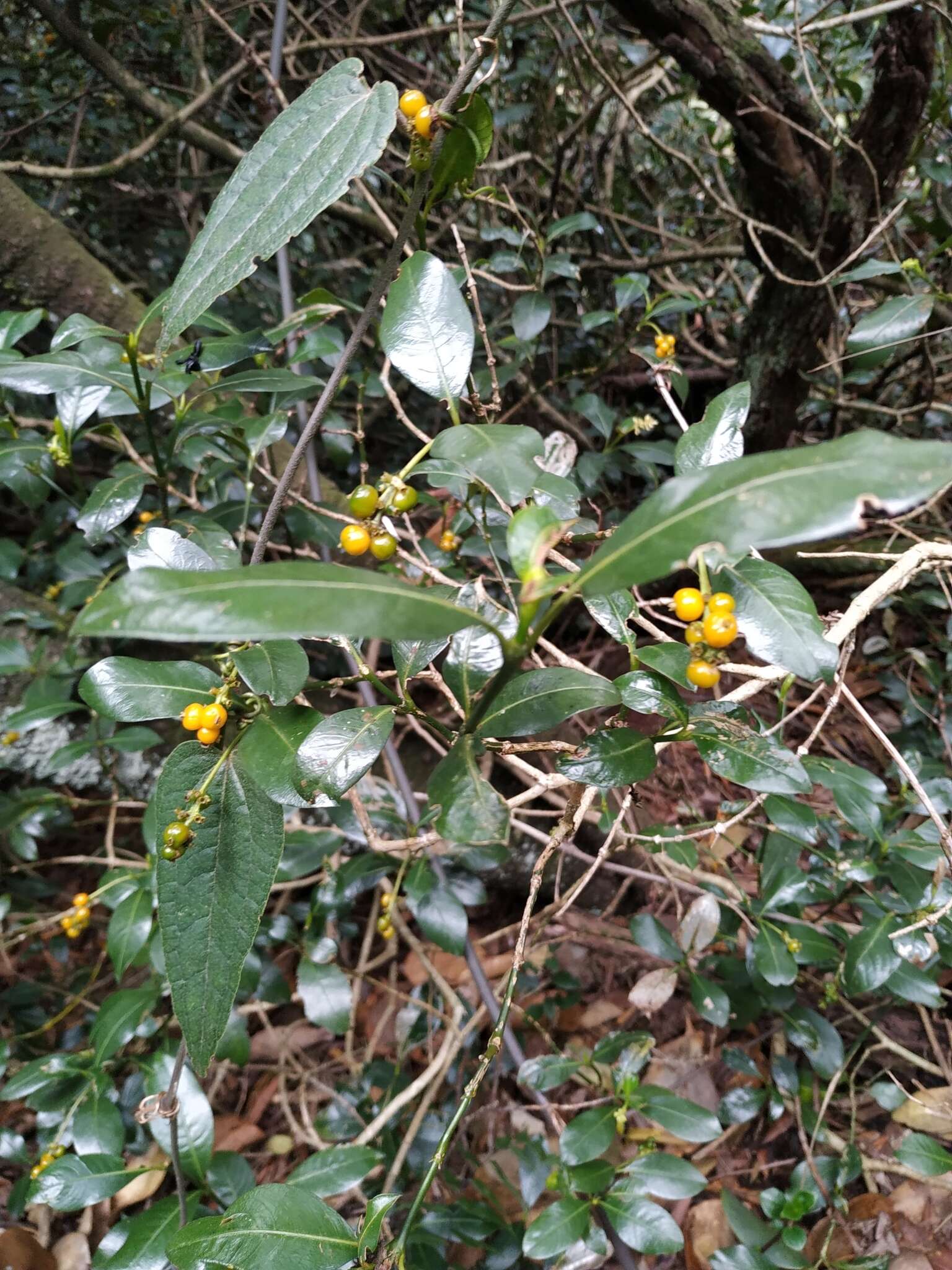 Image of Palicourea boqueronensis