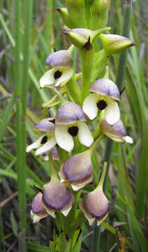 Image of Disa cornuta (L.) Sw.