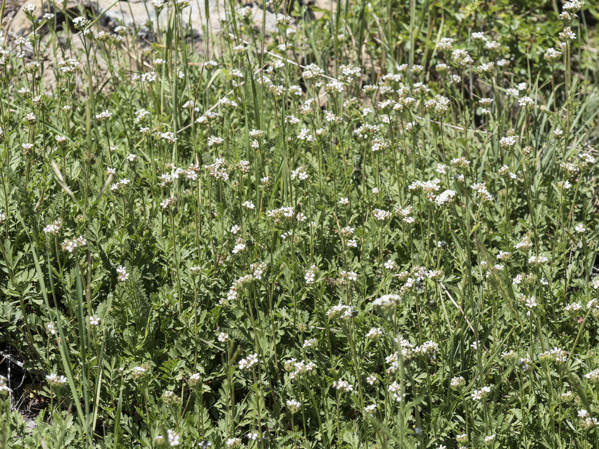 Image of smallflower horkelia