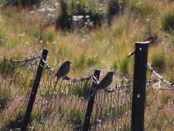 Image of Drakensberg Siskin