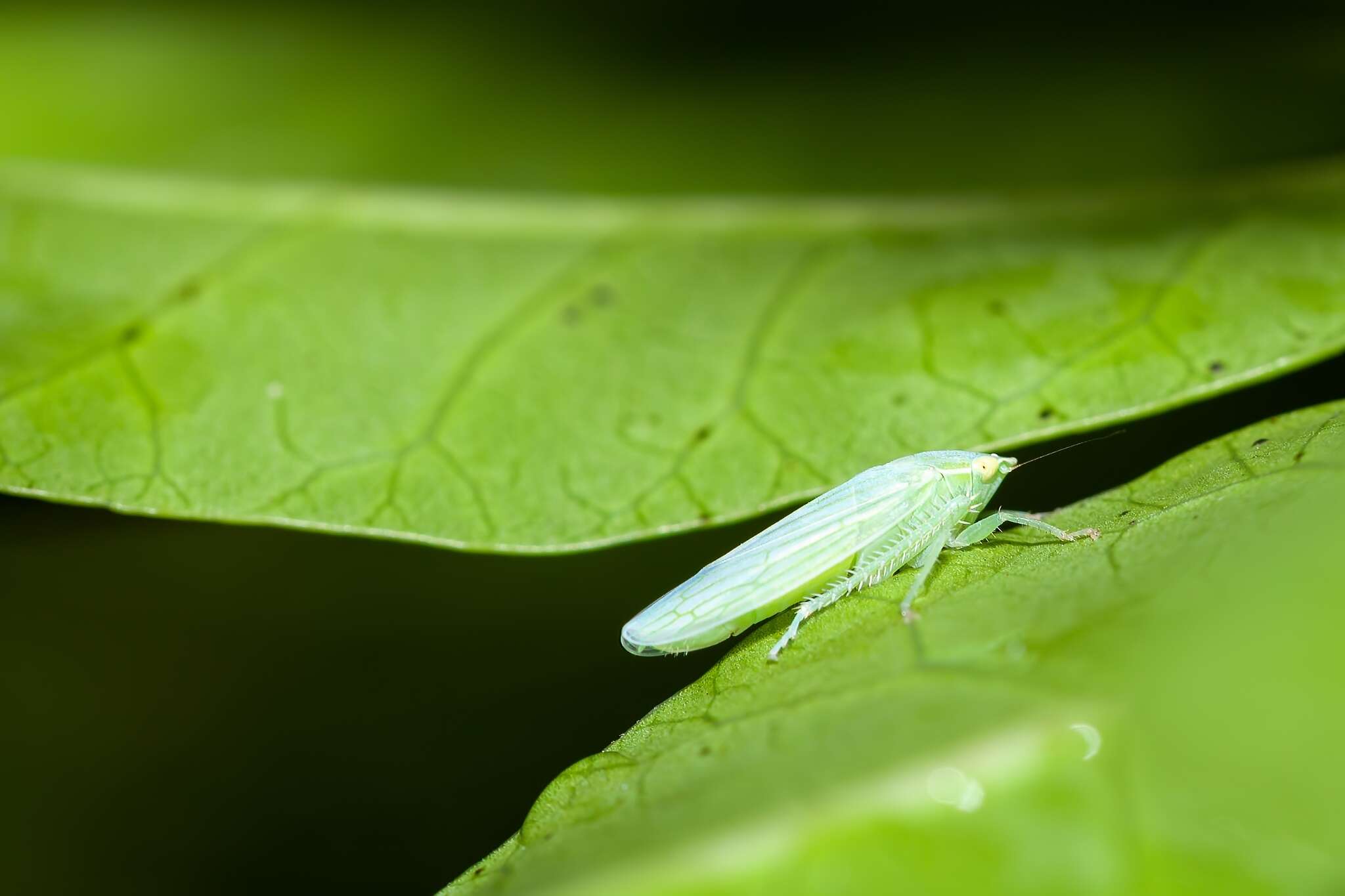 Image of Gyponana (Gyponana) tenella (Spångberg 1878)