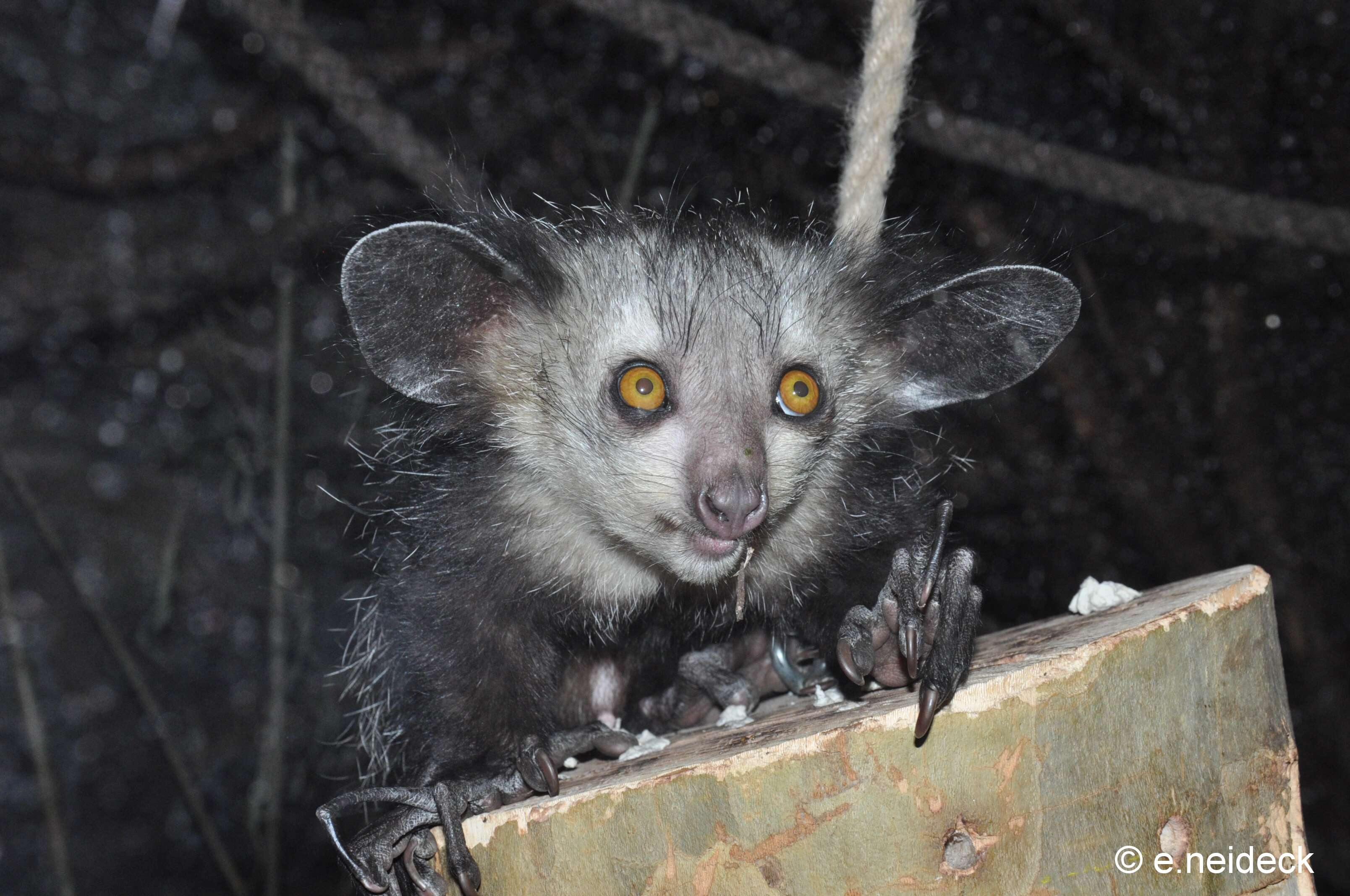 Image of aye-ayes