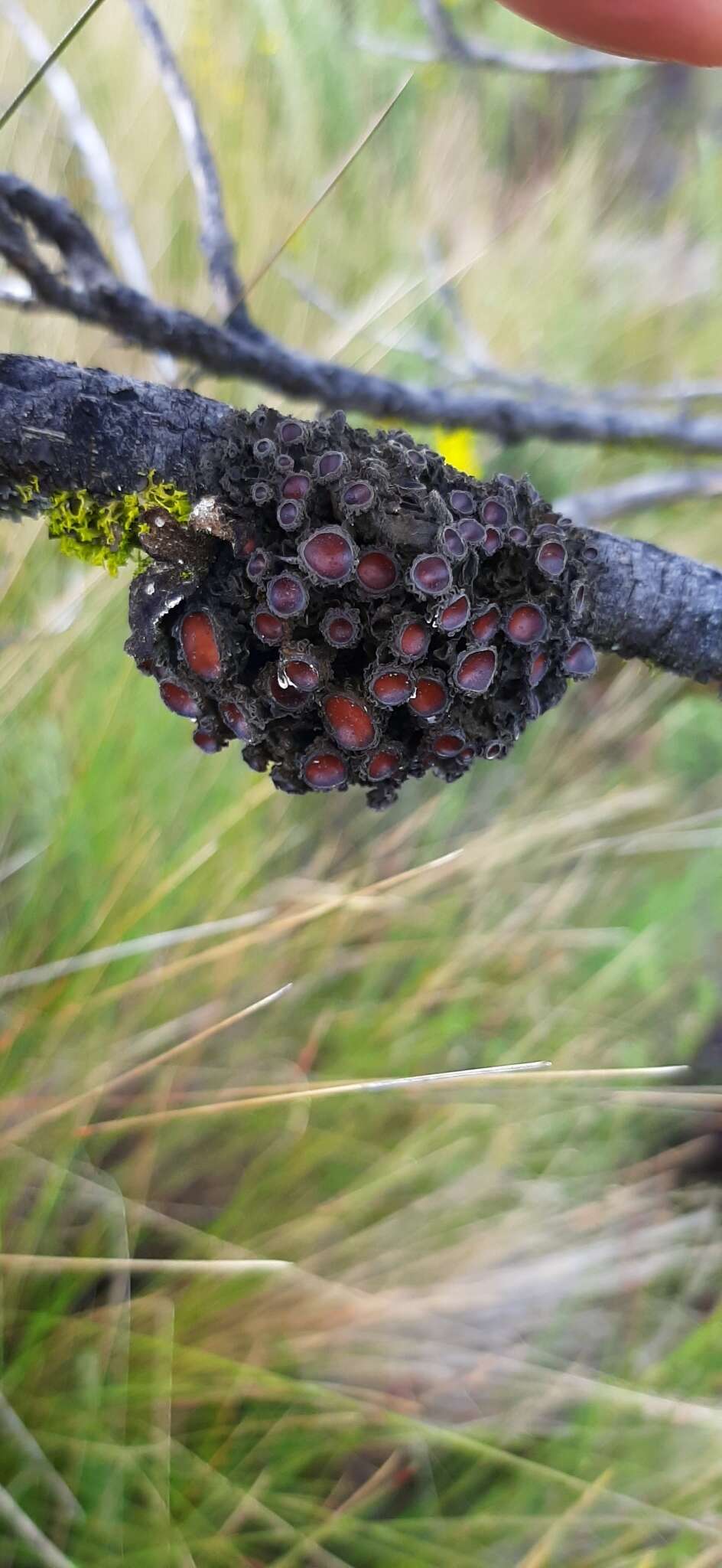 Image of skin lichen