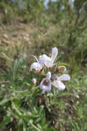 Image of Salvia officinalis subsp. lavandulifolia (Vahl) Gams