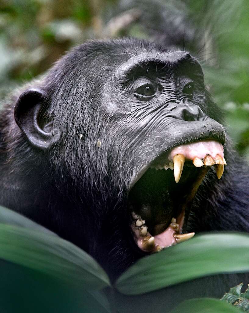 Image of Eastern Chimpanzee