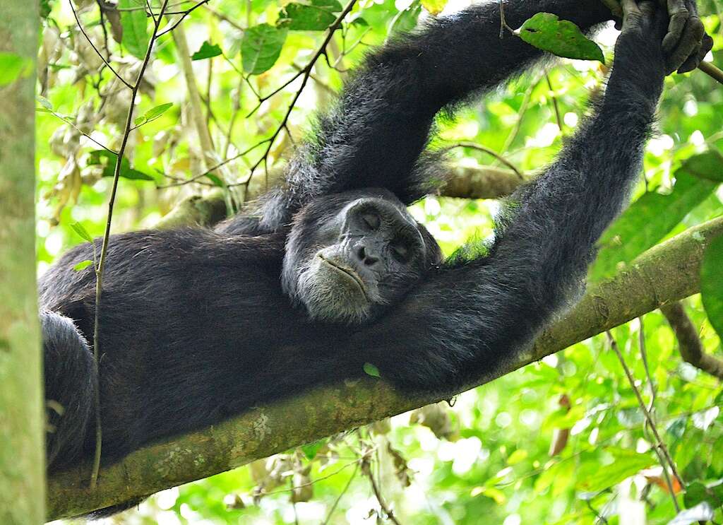 Image of Eastern Chimpanzee