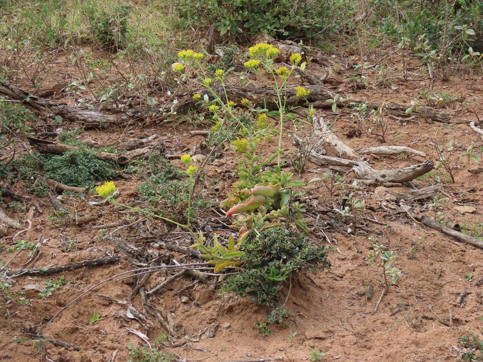 Image of Kalanchoe leblanciae