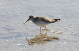 Image of Common Redshank