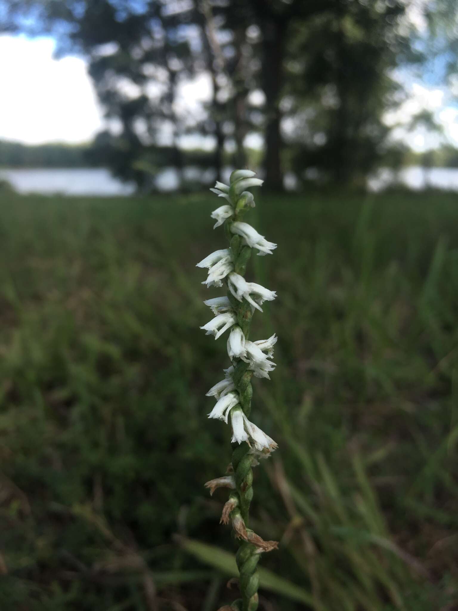 Image of northern slender lady's tresses